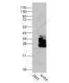 antibody-dme900030 mgfp mcfp myfp killerred figure3