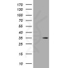 antibody-dme900032 dsred monomer figure1