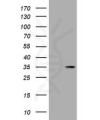 antibody-dme900032 dsred monomer figure1