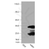 antibody-dme900036 mrfp figure1