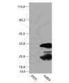 antibody-dme900036 mrfp figure1