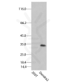 antibody-dme900037 dendra2 figure1