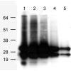 antibody-dme900038 asred2 figure1