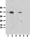 antibody-dme900039 ha tag figure2