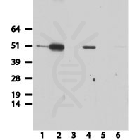 antibody-dme900039 ha tag figure2