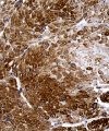 antibody-dme911453 spata46 ihc3