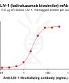 Elisa-BME100113 BM283 Anti LIV1 ELISA Fig1
