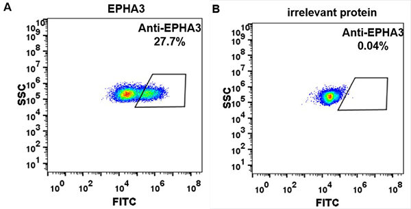 FC_combine-BME100019 Anti EPHA3 ifabotuzumab biosimilar mAb FLOW Fig2
