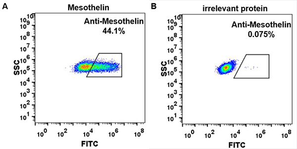 FC_combine-BME100021 Anti Mesothelin amatuximab biosimilar mAb FLOW Fig2