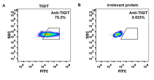 FC_combine-BME100024 Anti TIGIT etigilimab biosimilar mAb FLOW Fig1