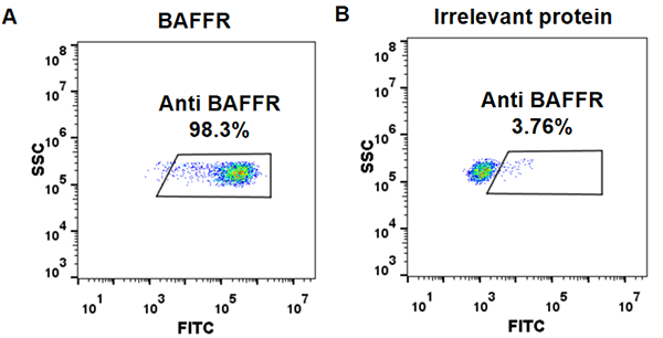 FC_combine-BME100045 Anti BAFFR ianalumab biosimilar mAb FLOW Fig1