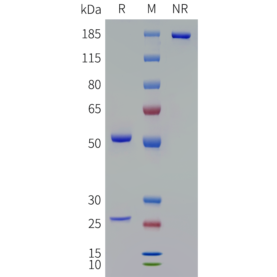 bme100066-tgfb1-sp1.png