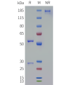 PAGE-bme100096 clu sp1