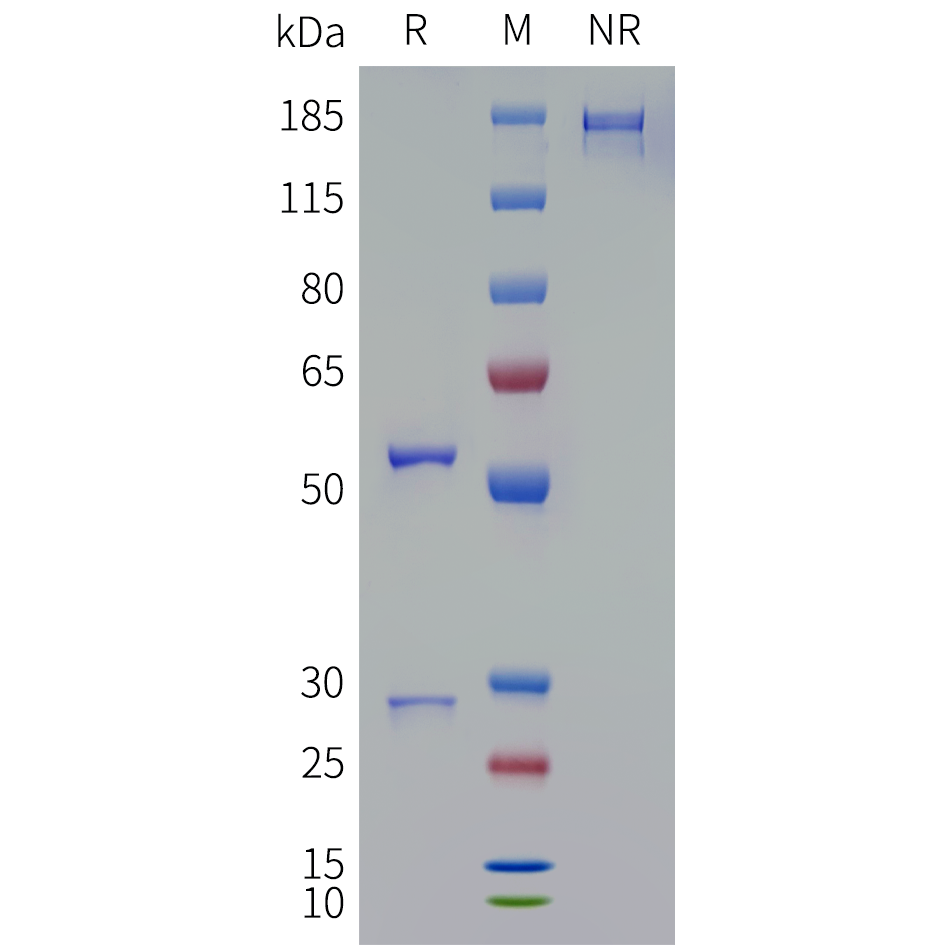 bme100096-clu-sp1.png
