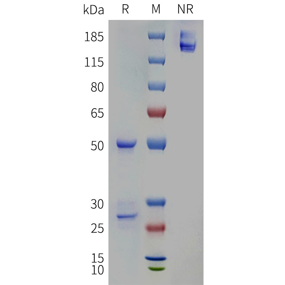 bme100108-lrrc32-sp1.png