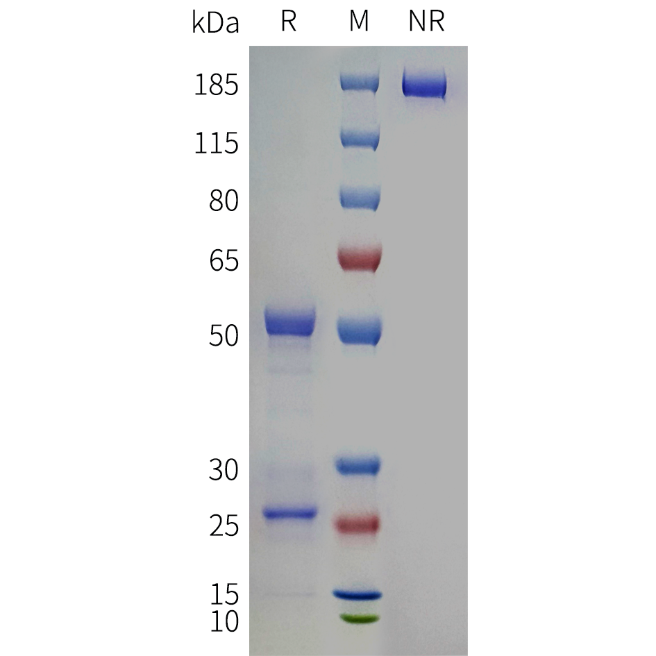 bme100121-itgb7-sp1.png