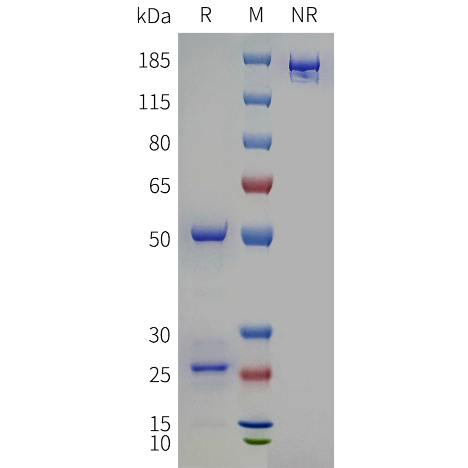 bme100123-klk3-sp1.png