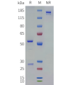 PAGE-bme100144 il13 sp1