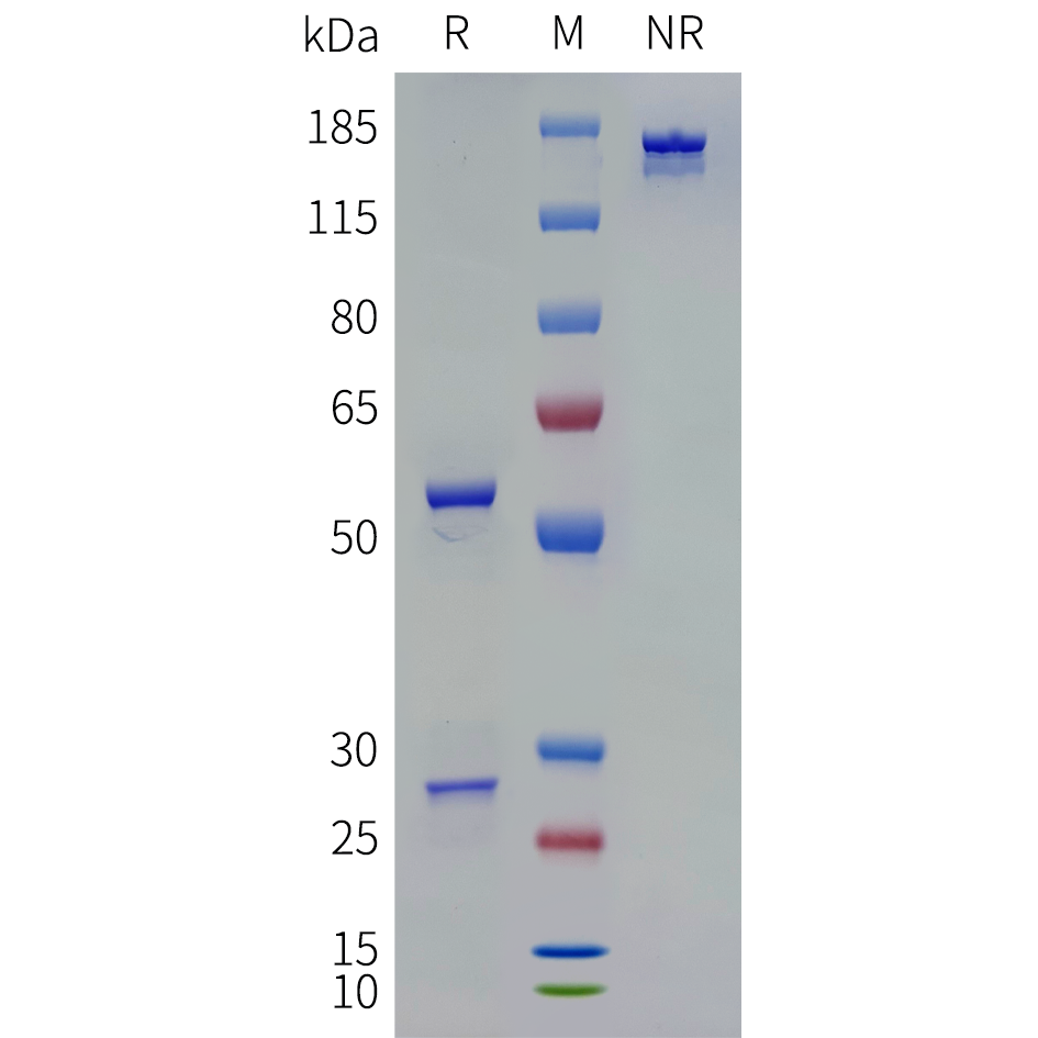 bme100239-il18-sp1.png