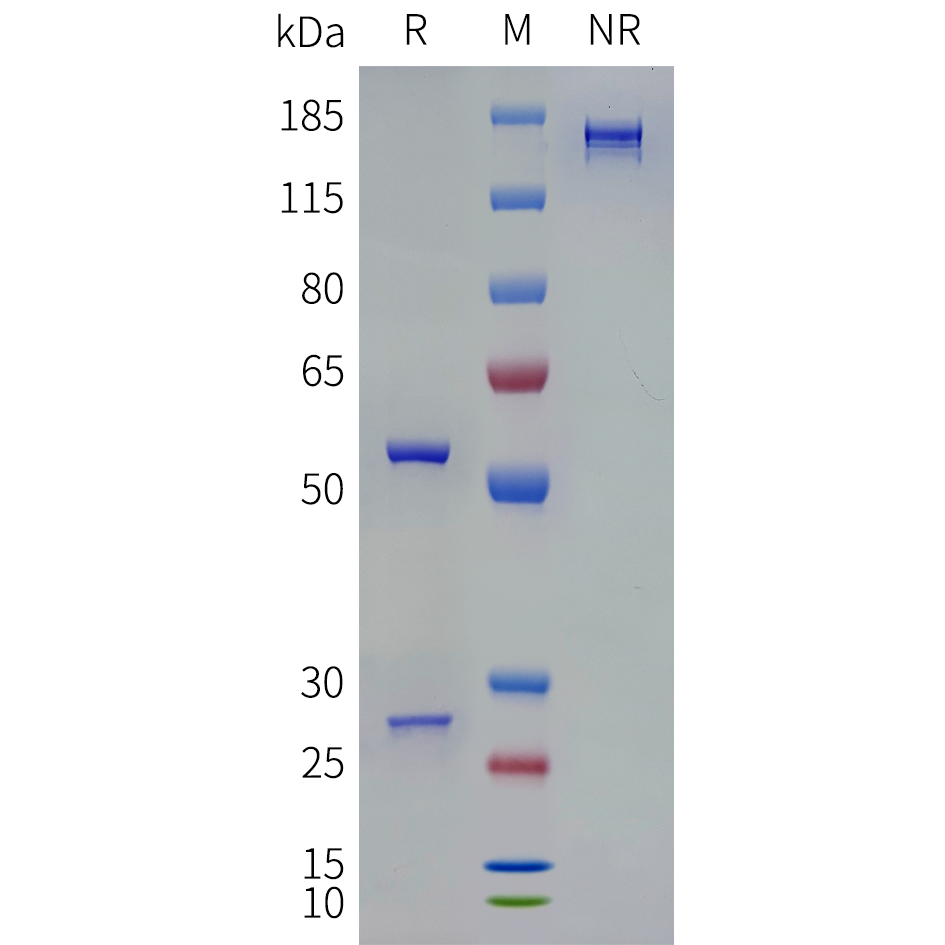 bme100242-fgf23-sp1.png
