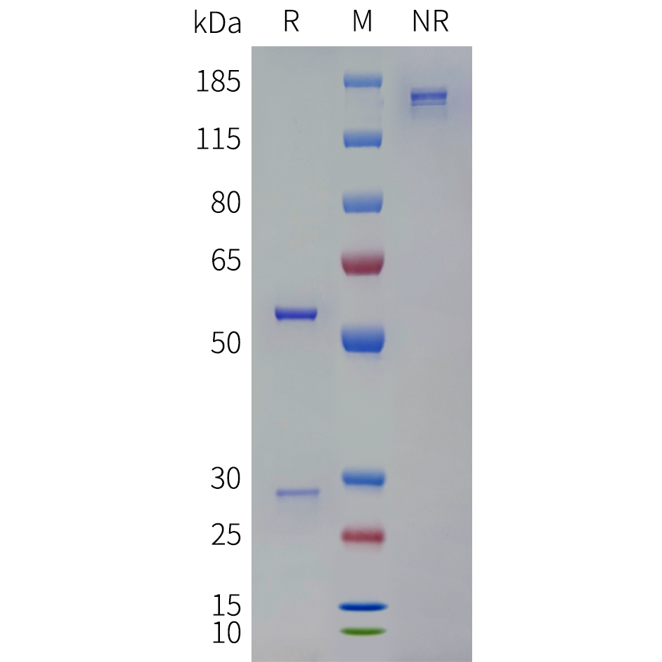 bme100258-cd3e-sp1.png