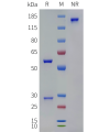 PAGE-bme100266 grem1 sp1