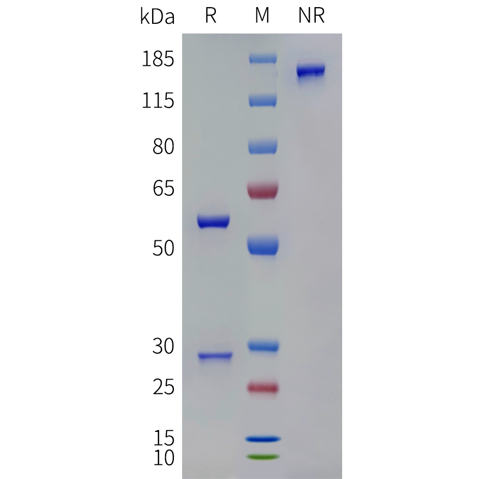 bme100266-grem1-sp1.png