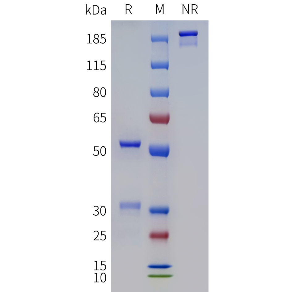 bme100284-dna-sp1.png