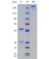 PAGE-bme100285 dna sp1