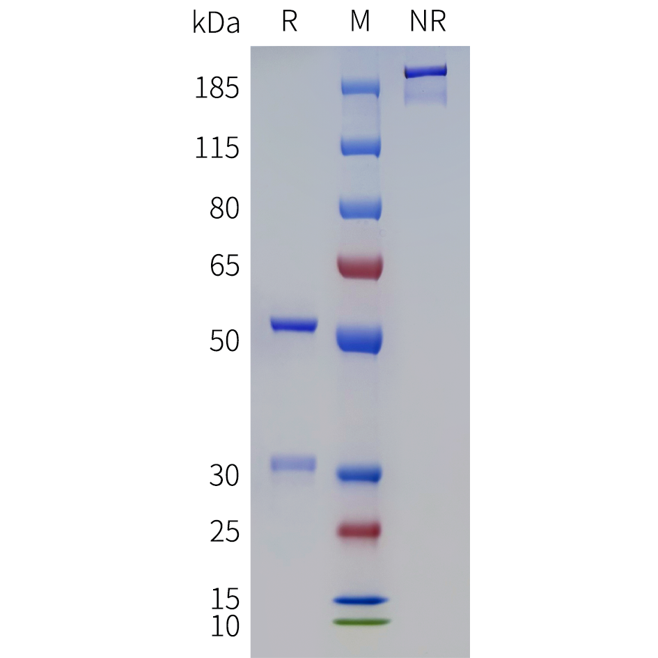 bme100285-dna-sp1.png
