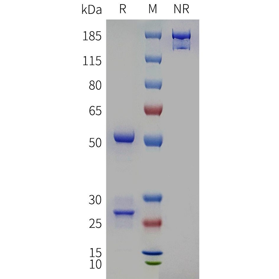 bme100484-tmem219-sp1.png