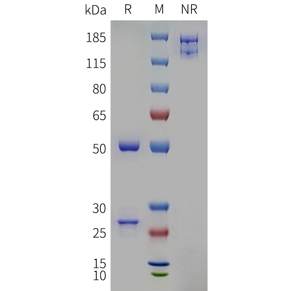 bme100687-ngf-sp1.png