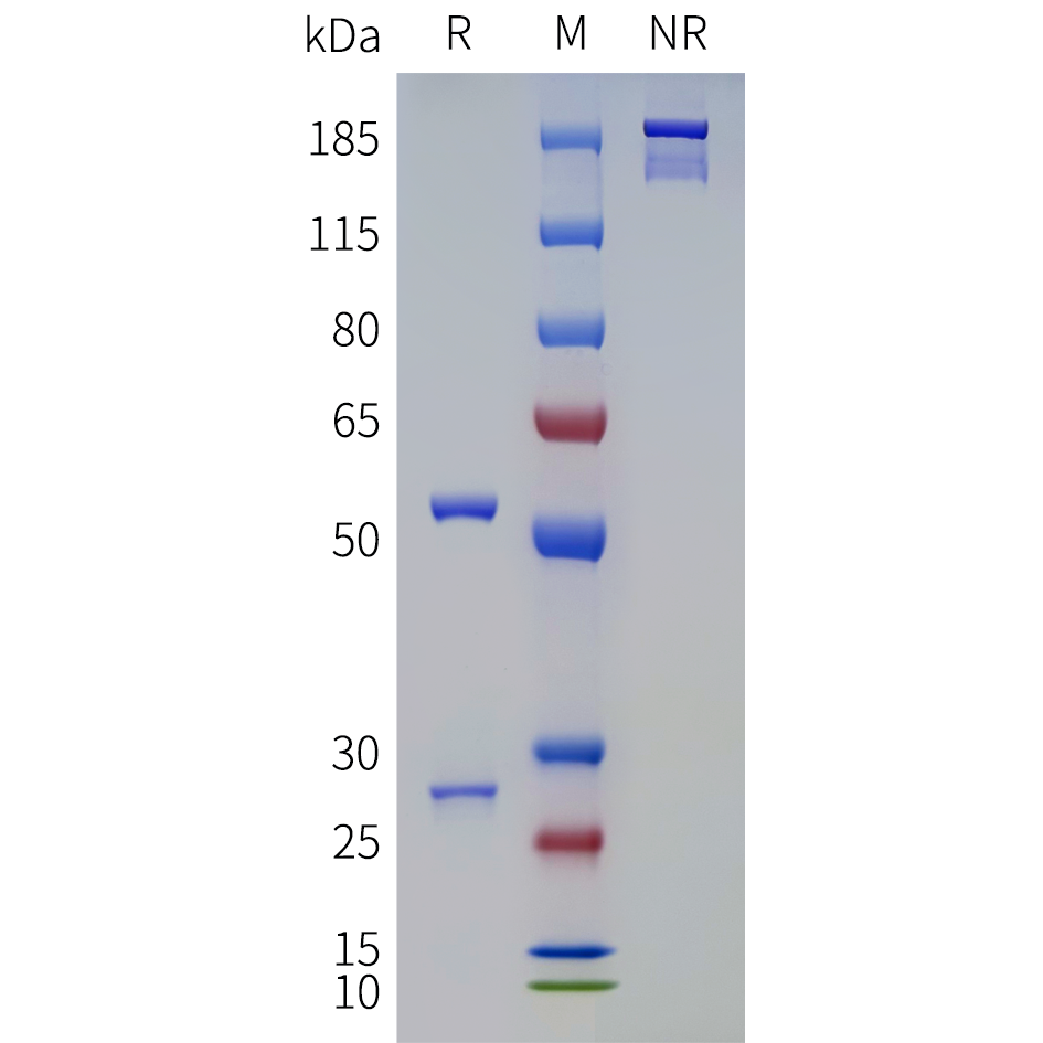 bme100708-gdf8-sp1.png