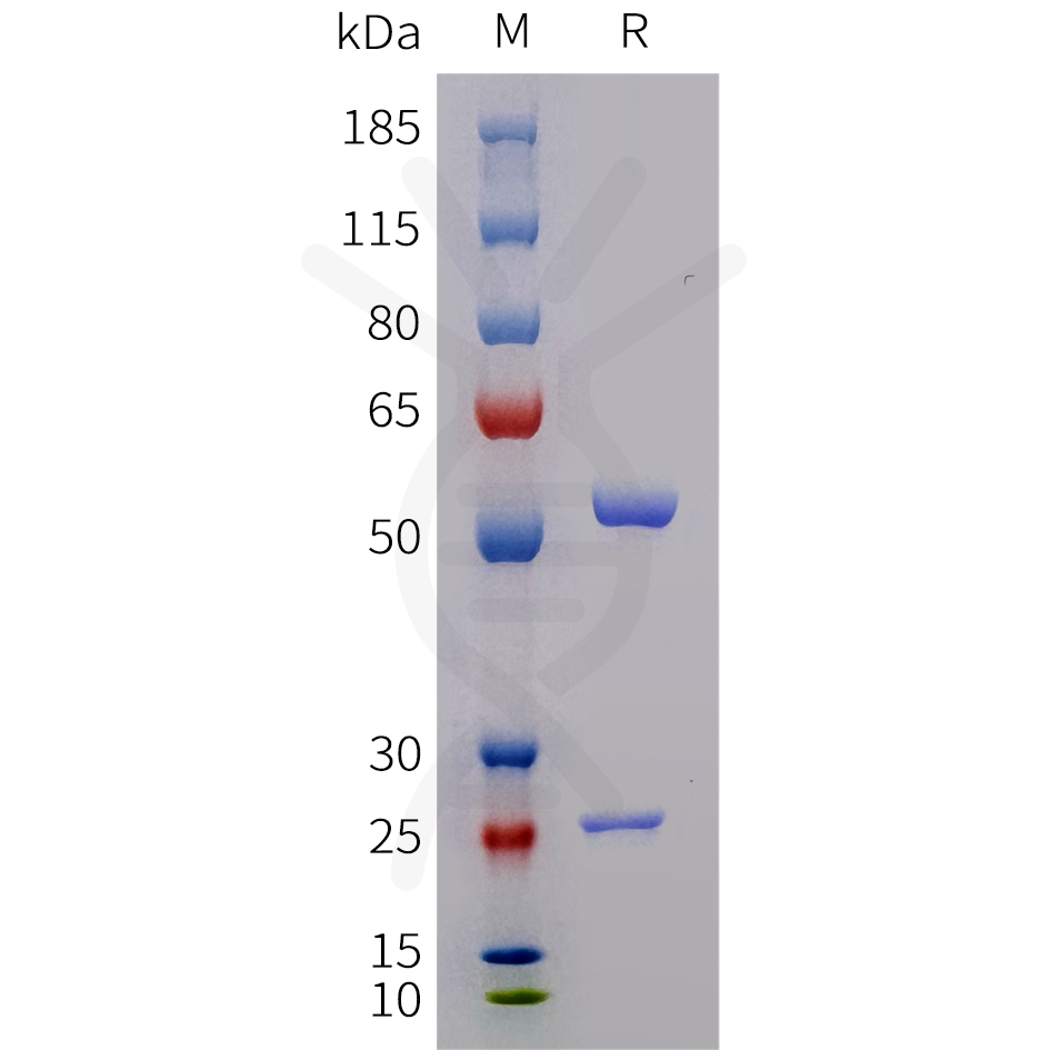 bme100708b-gdf8-sp1.png
