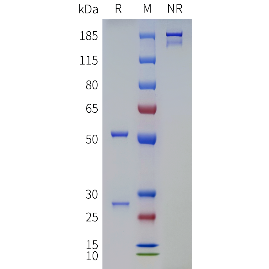 bme100736-tgm2-sp1.png