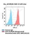 fc-cel100093 hu acvr2b cho s cell line flow