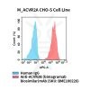 fc-cel100094 m acvr2a cho s cell line flow