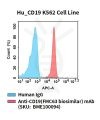 fc-cel100102 hu cd19 k562 cell line flow