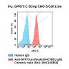 fc-cel100110 hu gpr75 c strep cho s cell line flow