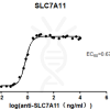 elisa-cfp200004 slc7a11 elisa1
