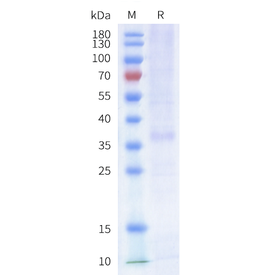 cfp100003-sstr2-sp1.png