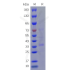 sp-cfp100019 cb2 sp1