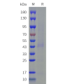 sp-cfp100021 drd2 sp1