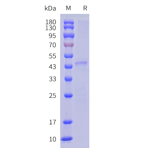 cfp100022-glp1r-sp1.png