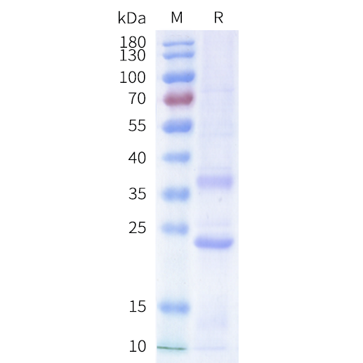 cfp200003-sstr2-sp1.png
