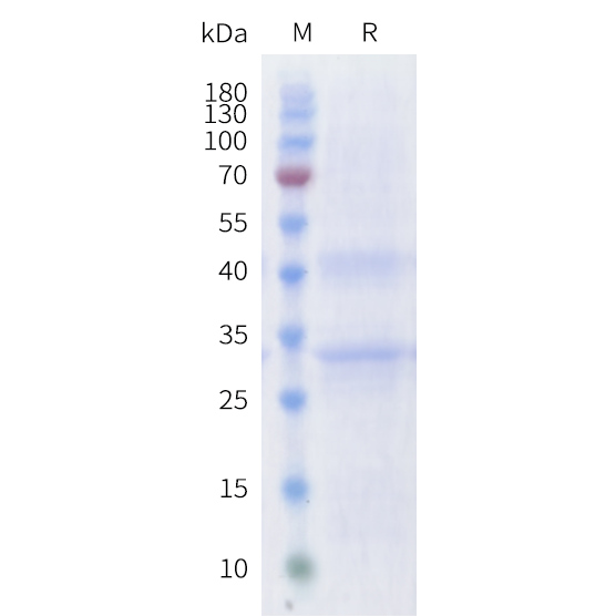 cfp200004-slc7a11-sp1.png