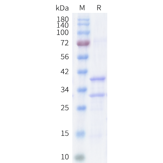 cfp200009-steap1-sp1.png