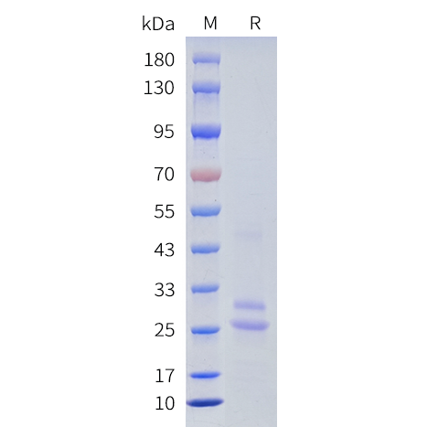 cfp200014-cldn9-sp1.png