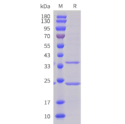 cfp200018-c5ar1-sp1.png