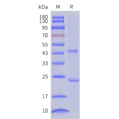 cfp200022-glp1r-sp1.png